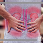 چکاپ منظم؛ راهکار طلایی پیشگیری از بیماری‌های کلیوی