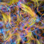 آیا نظریه ریسمان رازهای مغز را حل میکند؟ آیا نظریه ریسمان رازهای مغز را حل میکند؟