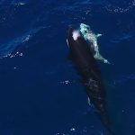 ترفند بی‌رحمانه نهنگ‌های قاتل؛ روش خاص برای شکار جگر کوسه‌های سفید!