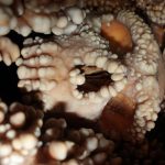 راز بینی نئاندرتال‌ها فاش شد؛ پایان یک معمای پر بحث!