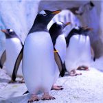 پنگوئنهایی که در لندن زندانی هستند؛ اعتراض گسترده به شرایط بد آکواریوم لندن پنگوئنهایی که در لندن زندانی هستند؛ اعتراض گسترده به شرایط بد آکواریوم لندن