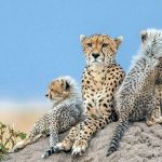 یوزپلنگ معروف پس از سه سال دیده شد؛ ثبت تصویر تلما و توله‌هایش