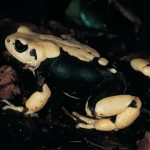 کشف شگفت انگیز؛ این وزغ‌ها به جای تخم‌ریزی، نوزاد به دنیا می‌آورند!