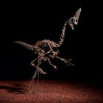 دایناسور ۶۸ میلیون ساله پَرپَری حراج می‌شود!