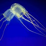 عجایب اعماق اقیانوس؛ آیا موجودات بی‌مغز هم فکر می‌کنند؟