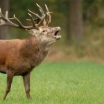 ویدئو حیرت‌انگیز از جنگل‌های لنگرود: ثبت تصاویر مرال ماده و گله‌های نر برای اولین بار