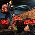 افزایش شدید قیمت گوجه در بازار افزایش شدید قیمت گوجه در بازار