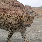 ثبت یک پلنگ در سیستان و بلوچستان ثبت یک پلنگ در سیستان و بلوچستان