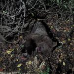 خرس قهوهای در برخورد با قطار جان باخت – سلام نو خرس قهوهای در برخورد با قطار جان باخت – سلام نو