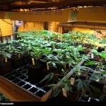 بزرگترین کشف ماریجوانا توسط پلیس در استان تهران بزرگترین کشف ماریجوانا توسط پلیس در استان تهران