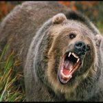 لحظه حمله خرس به محیطبان بعد از آزادسازی در طبیعت! + فیلم