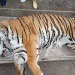 یک ببر در پارک الیمالات چمستان تلف شد / انتشار فیلمی از وضعیت نامناسب این ببر یک ببر در پارک الیمالات چمستان تلف شد / انتشار فیلمی از وضعیت نامناسب این ببر