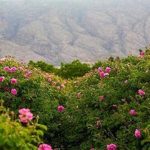 عربستان گل محمدی ایرانی را به نام خود ثبت کرد؟/ اصل ماجرا چیست؟