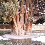 با پیرترین موجود زنده ایران آشنا شوید + فیلم با پیرترین موجود زنده ایران آشنا شوید + فیلم