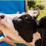 تصمیم جدید دولت در پی شیوع تب برفکی/ توزیع کارت کالایی لبنیات