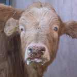 تصاویر وحشتناک از مرگ گروهی گاوهای ایران بر اثر بیماری مرموز/ با واردات گوشت، ذخایر ژنتیکی ایران از بین رفت+ فیلم