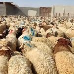 قیمت جدید دامزنده ۲۴ آبانماه ۱۴۰۴ اعلام شد/ گوسفند و گوساله زنده ارزان شد + جدول قیمت جدید دامزنده ۲۴ آبانماه ۱۴۰۴ اعلام شد/ گوسفند و گوساله زنده ارزان شد + جدول