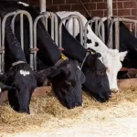 حدود ۴میلیون تن نهاده در گمرکات معطل تخصیص ارز است+ فیلم