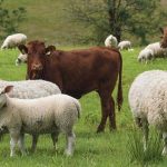 قیمت جدید دام‌زنده امروز دوشنبه ۲۶ آبان‌/ گوسفند و گوساله باز هم ارزان شد + جدول