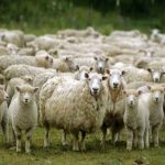 انفجار در بازار گوشت قرمز / قیمت جدید هر کیلو دام زنده اعلام شد