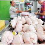 بحران نهاده‌های دامی/ قیمت مرغ به نقطه جوش رسید