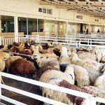 قیمت دام زنده امروز سه‌شنبه ۲۷ آبان ۱۴۰۴ + جدول