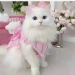 ادعای نگرانکننده درباره گربهها / خطر اسکیزوفرنی بالا میرود! ادعای نگرانکننده درباره گربهها / خطر اسکیزوفرنی بالا میرود!