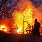 گریههای جنگلبانان برای سوختن جنگلهای هیرکانی+ فیلم گریههای جنگلبانان برای سوختن جنگلهای هیرکانی+ فیلم