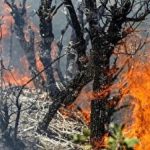 پاسخ غیرمنتظره سازمان منابع طبیعی درباره خسارت جنگل الیت+ فیلم پاسخ غیرمنتظره سازمان منابع طبیعی درباره خسارت جنگل الیت+ فیلم