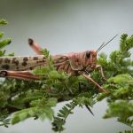 هشدار به استانهای جنوبی / برای مقابله با مهمانان ناخوانده آماده شوید! هشدار به استانهای جنوبی / برای مقابله با مهمانان ناخوانده آماده شوید!