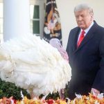 یک صحنه عجیب در کاخ سفید/ ترامپ یک بوقلمون را عفو کرد + فیلم یک صحنه عجیب در کاخ سفید/ ترامپ یک بوقلمون را عفو کرد + فیلم