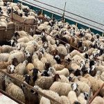 قیمت جدید دام‌ زنده امروز ۷ آذر ۱۴۰۴ / گوسفند گران شد