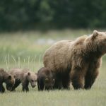 مشاهده خرس ماده و ۲ توله اش در منطقه حفاظت شده البرز+ فیلم