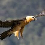 دیده شدن همای سعادت در شهرک اکباتان تهران+ عکس دیده شدن همای سعادت در شهرک اکباتان تهران+ عکس