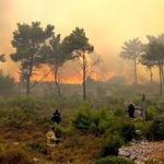 درختان الیت در آتشسوزی اخیر آسیب جدی ندیدند درختان الیت در آتشسوزی اخیر آسیب جدی ندیدند