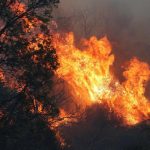 ورود به جنگل‌های ارسباران ممنوع شد