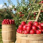 خشکسالی 8 درصد تولید سیب را کاهش داد