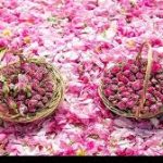 عربستان گل محمدی ایران را به نام خود ثبت کرد! – سلام نو