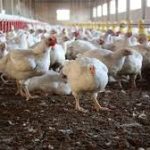 ماجرای استفاده از مواده مخدر تریاک در خوراک مرغهای گوشتی – سلام نو ماجرای استفاده از مواده مخدر تریاک در خوراک مرغهای گوشتی – سلام نو