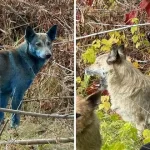 سگ‌ های منطقه ممنوعه چرنوبیل به رنگ آبی روشن درآمده‌اند!