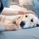 هزینه عمل‌های رایج سگ در ۱۴۰۴؛ جراحی شکستگی، گوارش و تومور + جدول قیمت