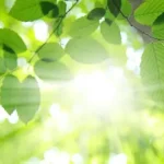 دانشمندان از طریق فتوسنتز مصنوعی به انرژی پاک بی‌نهایت دست یافتند