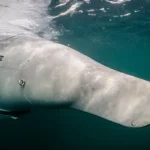 کوسه خاکستری بیدار شد؛ رونمایی آلمان از مخوف‌ترین پهپاد زیردریایی جهان