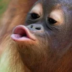 دانشمندان بالاخره فهمیدند اولین بوسه تاریخ کی و کجا بود!