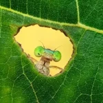 برترین عکس‌های حیات وحش سال 2025 معرفی شدند؛ رقابت ۱۶ هزار تصویر برای جایزه Nature inFocus