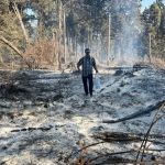 هشدار جدی در جنگل‌های شمال؛ عامل انسانی پشت آتش‌سوزی‌های الیت