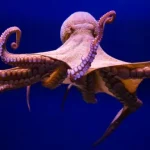 دانشمندان میگویند اختاپوسها موجودات فضایی هستند! دانشمندان میگویند اختاپوسها موجودات فضایی هستند!