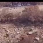 لحظه دیدنی دویدن بامزه خرس مادر و سه توله اش در فیروزآباد کرمانشاه لحظه دیدنی دویدن بامزه خرس مادر و سه توله اش در فیروزآباد کرمانشاه