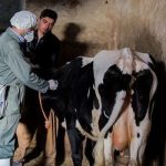 آیا تب برفکی به انسان هم انتقال می یابد؟