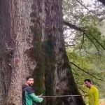 عظمت حیرت انگیز درختان جنگل های هیرکانی + فیلم